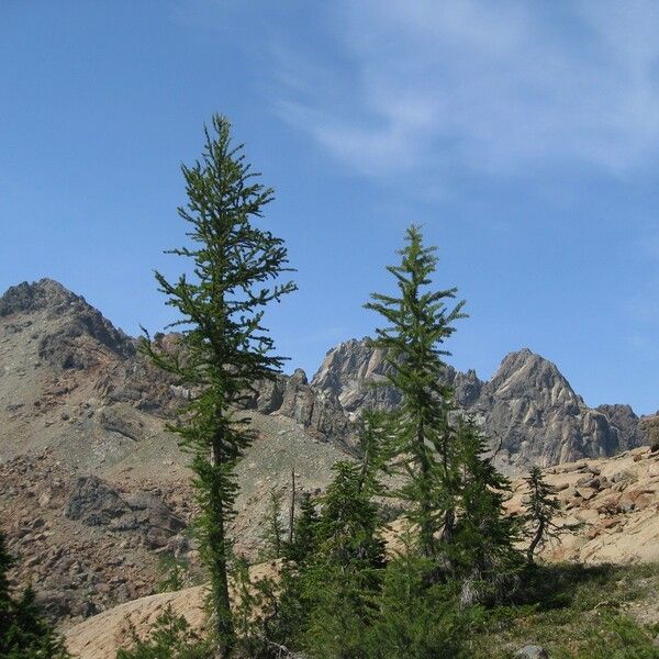 Larix lyallii Habitus