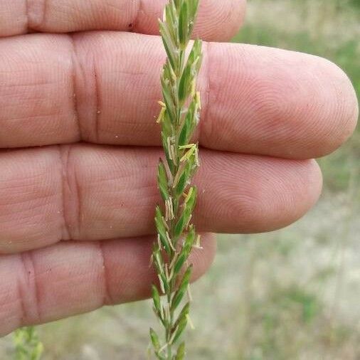 Elymus repens ᱵᱟᱦᱟ