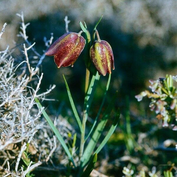 Fritillaria lusitanica Blomst