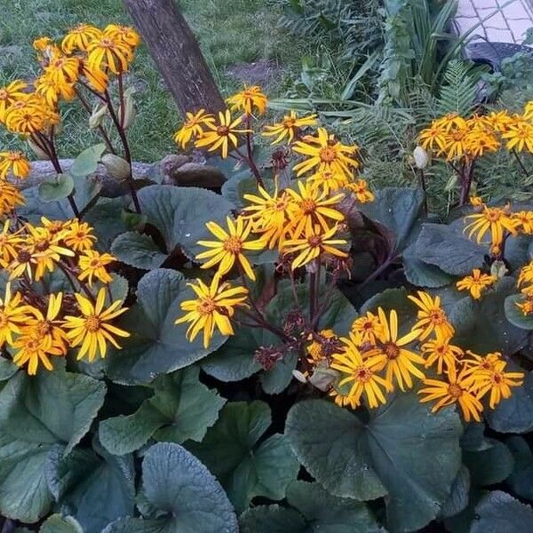 Ligularia dentata പുഷ്പം