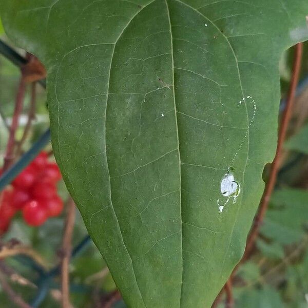 Dioscorea communis Fulla