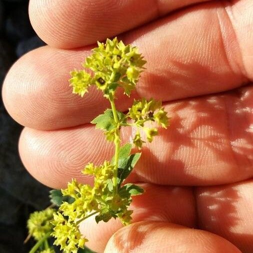 Alchemilla monticola Flower