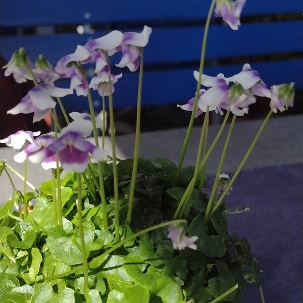 Viola hederacea Flors