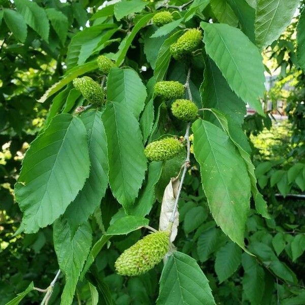 Alnus incana Fruto