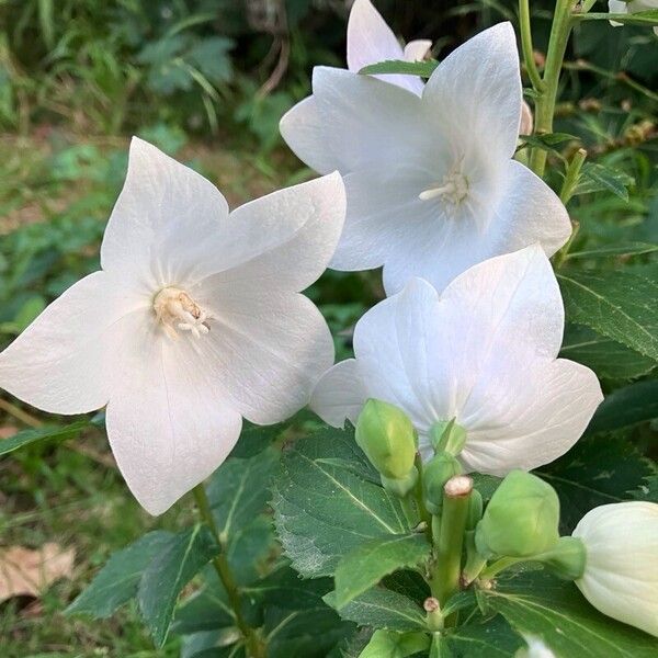 Platycodon grandiflorus Flor