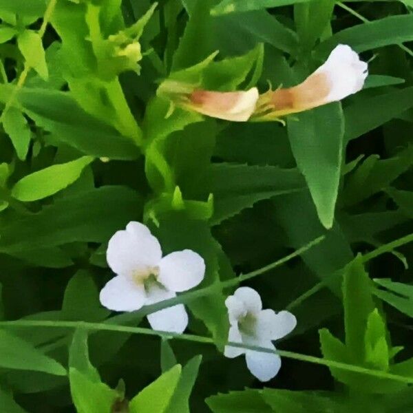 Gratiola officinalis Цветок