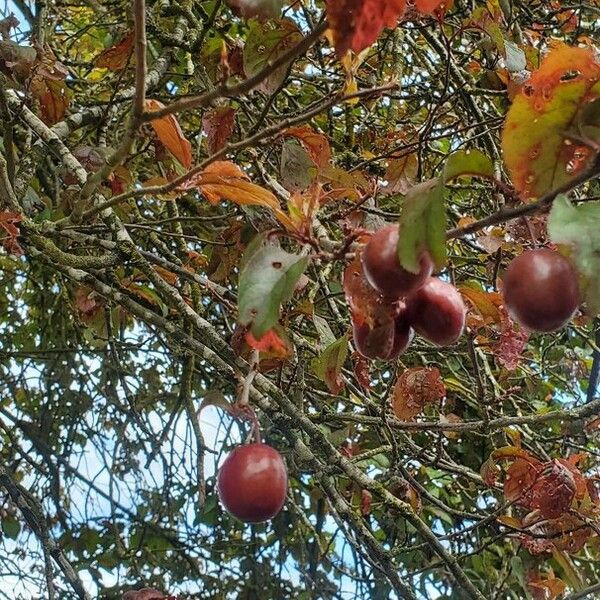 Prunus cerasifera Fruit