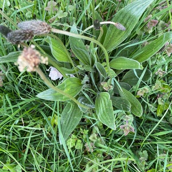 Plantago lanceolata Folla