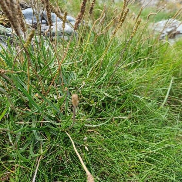 Plantago maritima Leaf