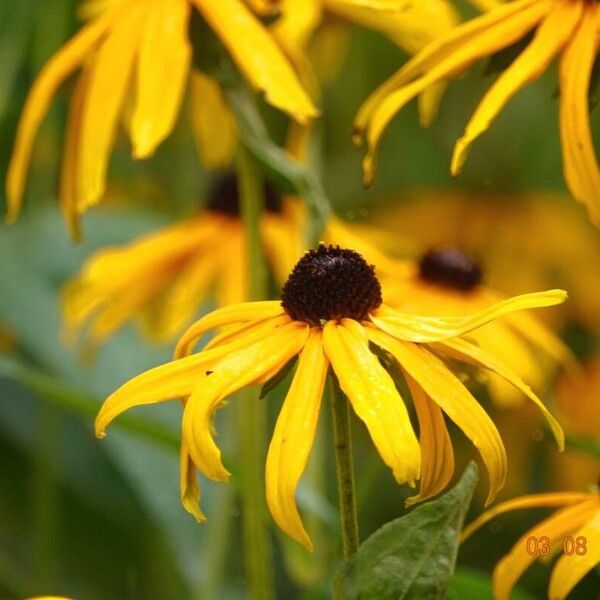 Rudbeckia fulgida ᱮᱴᱟᱜ