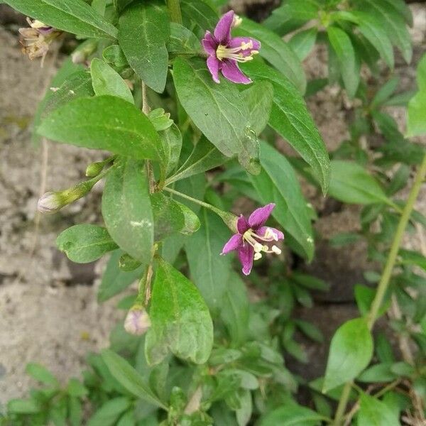 Lycium barbarum Flower