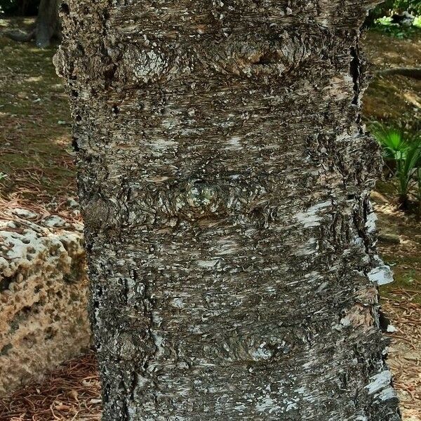 Araucaria heterophylla Кора