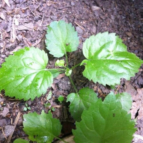 Circaea alpina Yaprak