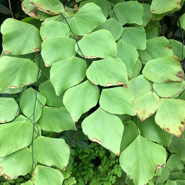 Adiantum peruvianum Leaf