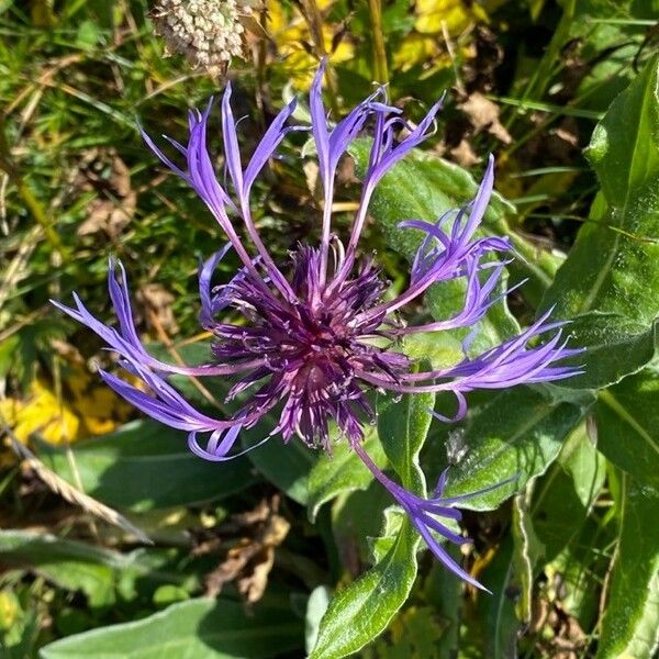 Centaurea montana Cvet