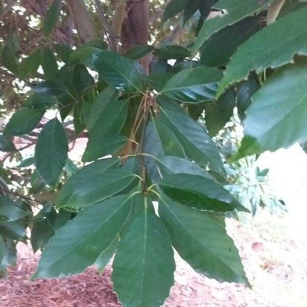 Quercus glauca Leaf