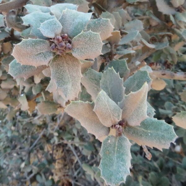 Quercus coccifera Folla