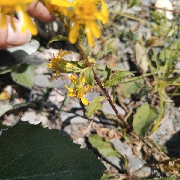 Solidago virgaurea Blatt