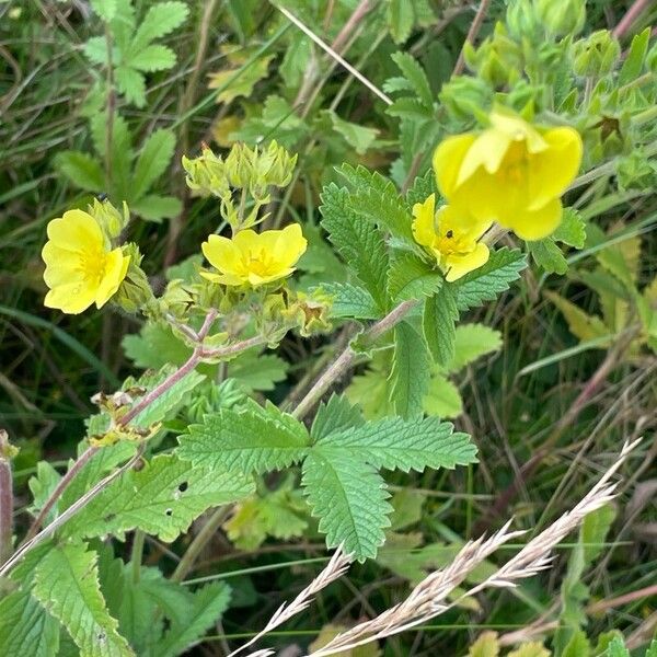 Potentilla recta Folio