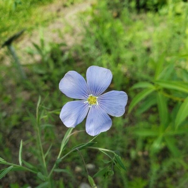 Linum lewisii Flower