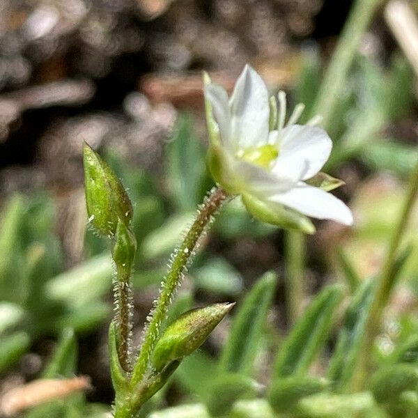 Sabulina verna Flower