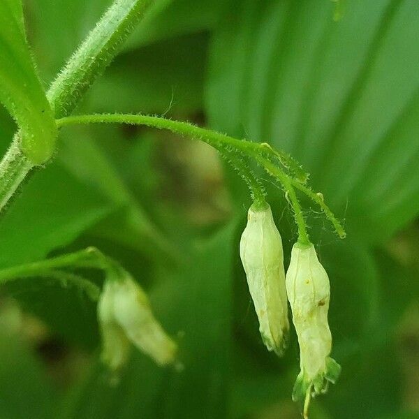 Polygonatum latifolium 花