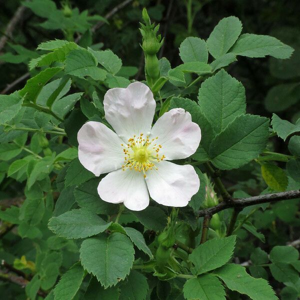 Rosa corymbifera 花
