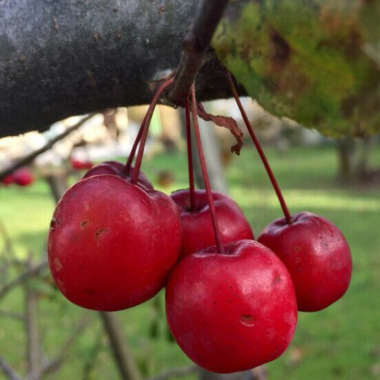 Malus hupehensis Frugt