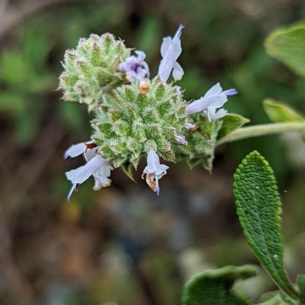 Salvia mellifera Кветка