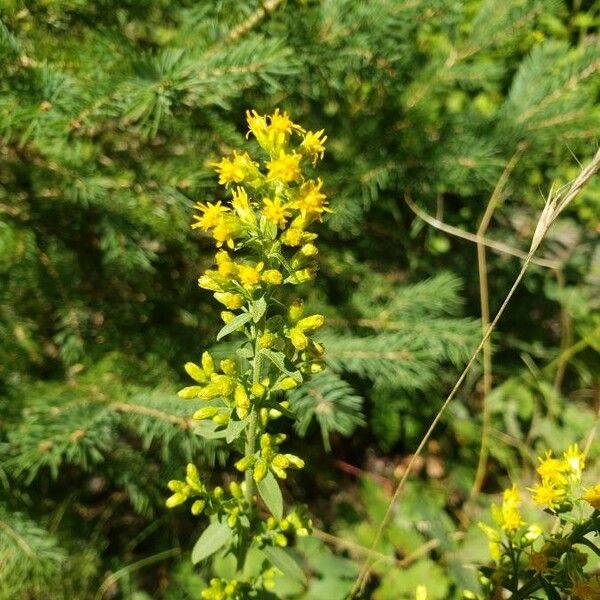 Solidago nemoralis Kvet