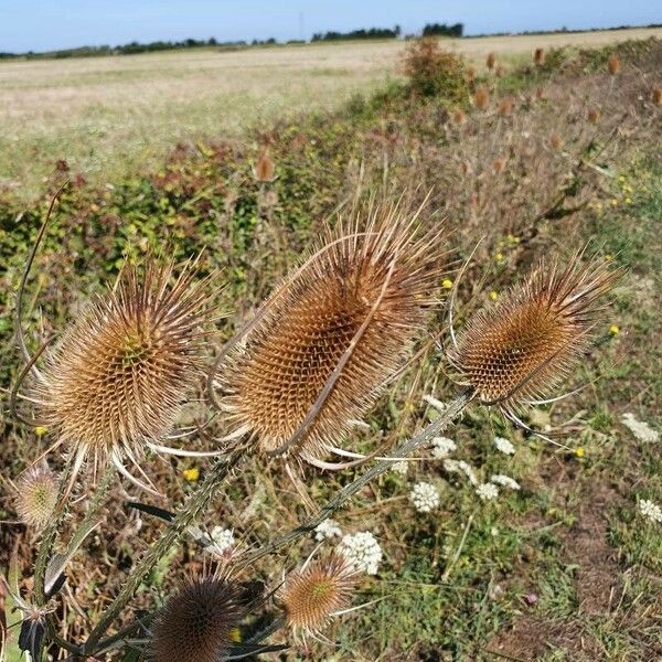 Dipsacus sativus 花