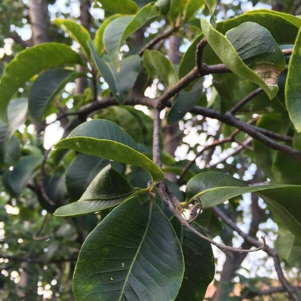 Calodendrum capense Blad