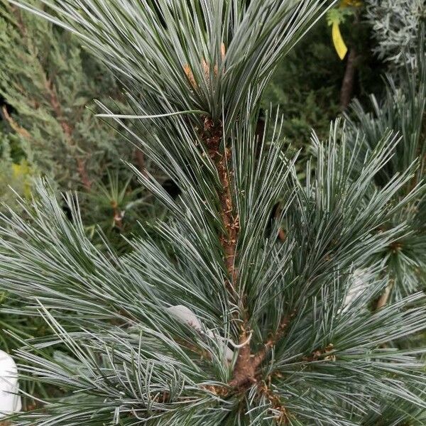 Pinus flexilis Лист