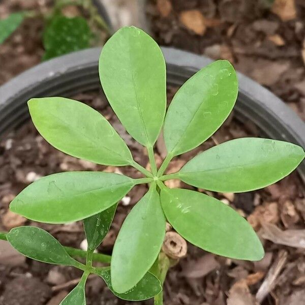 Heptapleurum arboricola Листок