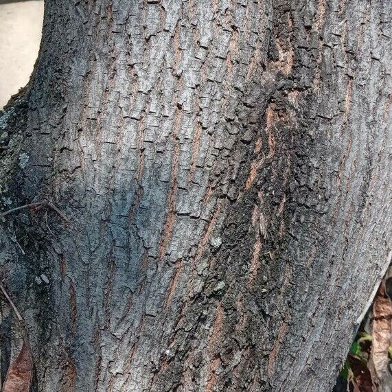 Cercis siliquastrum Bark