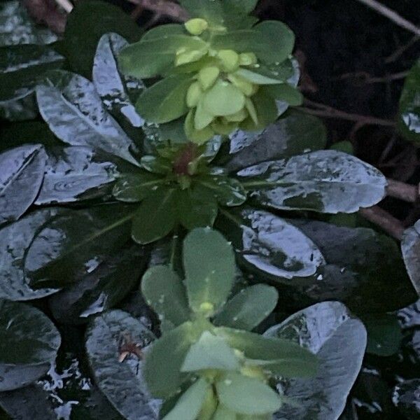 Euphorbia amygdaloides Flower