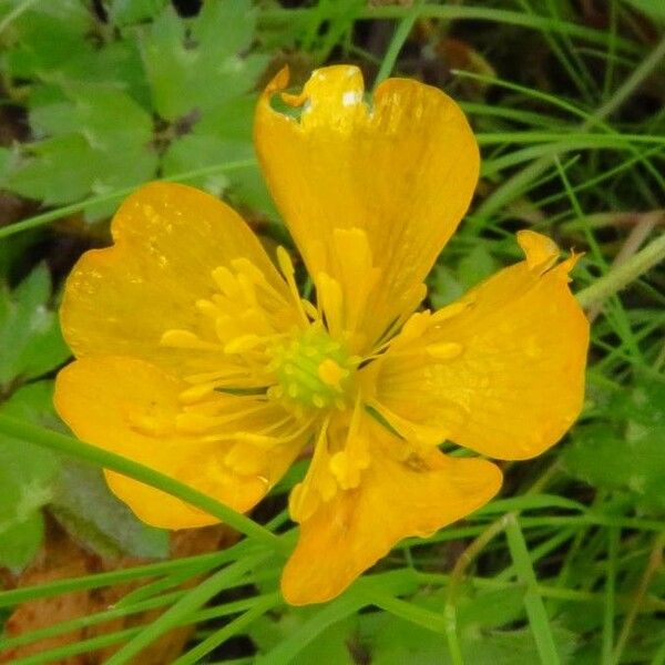 Ranunculus repens 花