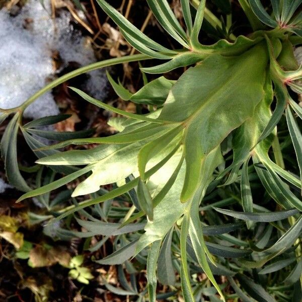 Helleborus foetidus Кветка