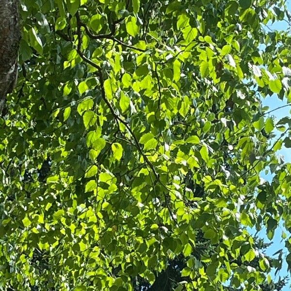 Betula occidentalis Листок