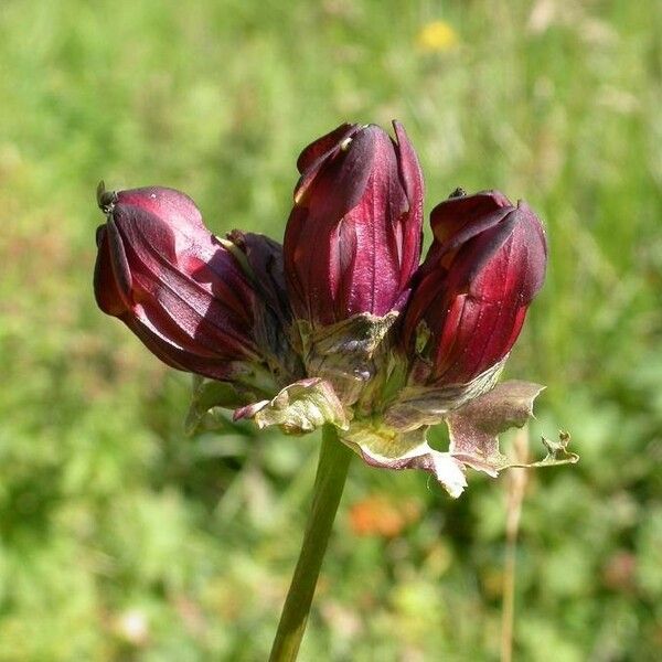 Gentiana purpurea Blodyn