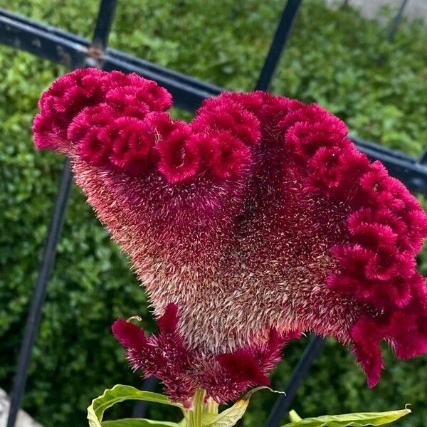 Celosia cristata Floro