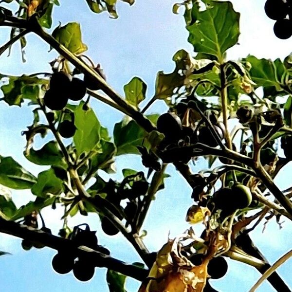 Solanum americanum Плод