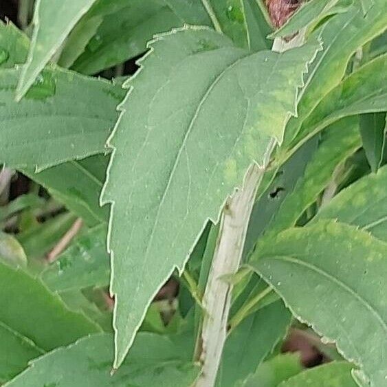 Solidago gigantea List