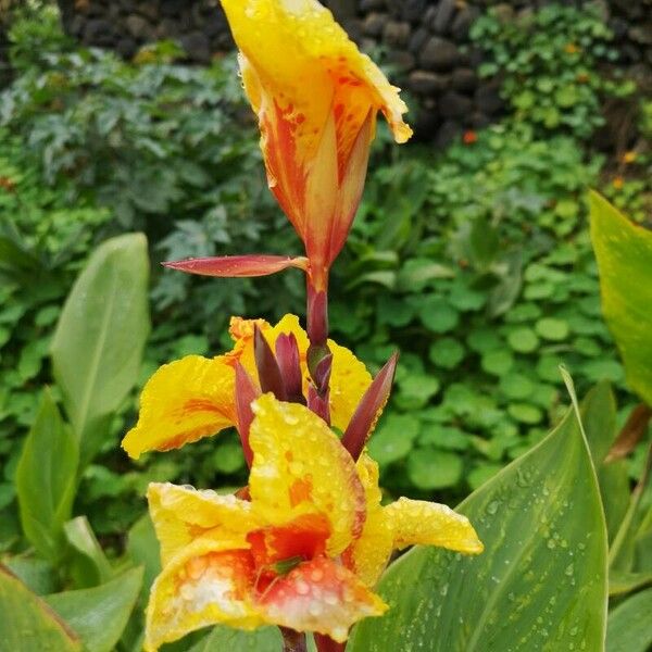 Canna flaccida Blomst