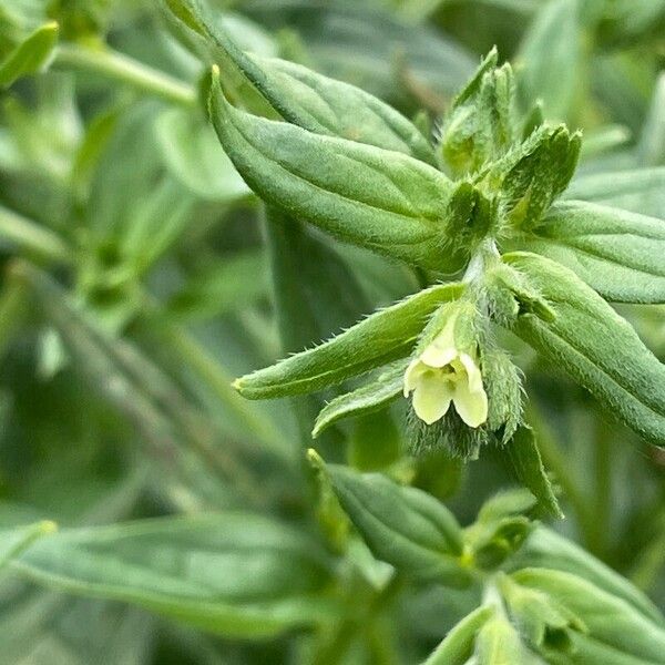 Lithospermum officinale Kwiat