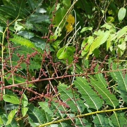 Zanthoxylum caribaeum 花