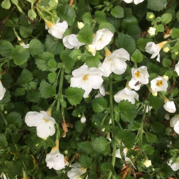 Arabis alpina Flor