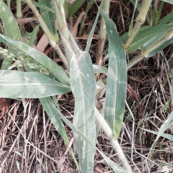 Panicum miliaceum Folio