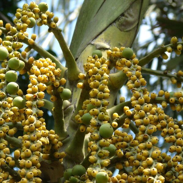 Caryota urens Fruit