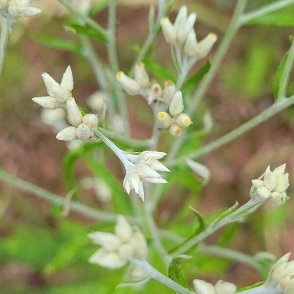 Pseudognaphalium obtusifolium Floro